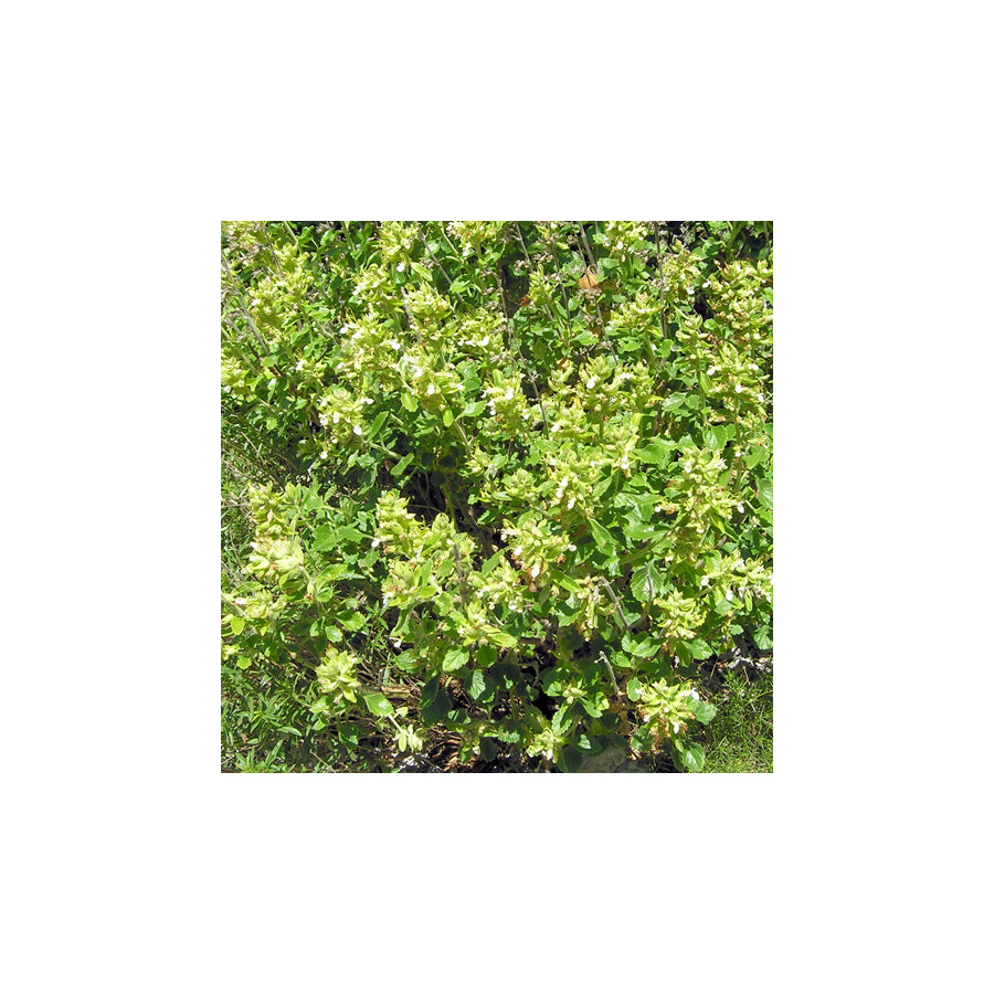 Plantes Vivaces TEUCRIUM flavum - Germandrée en vente - Pépinière Lepage .