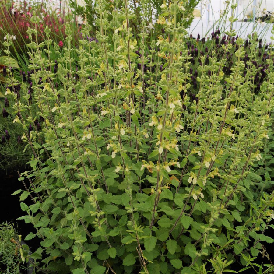 Plantes Vivaces TEUCRIUM flavum - Germandrée en vente - Pépinière Lepage .