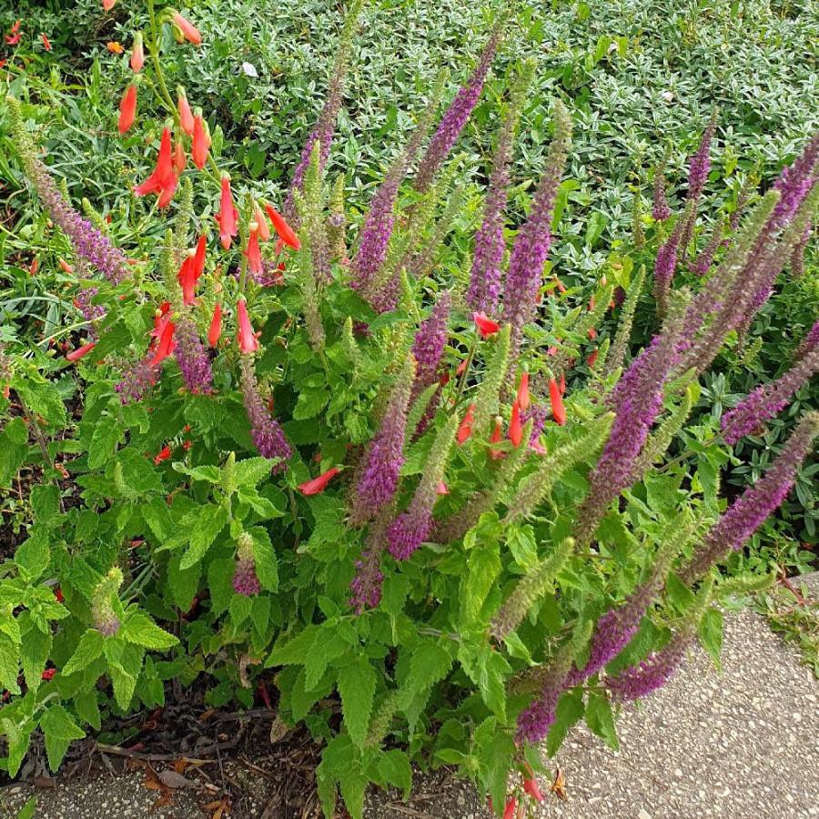 Plantes Vivaces TEUCRIUM hircanicum 'Flowtime' - Germandrée en vente - Pépinière Lepage .