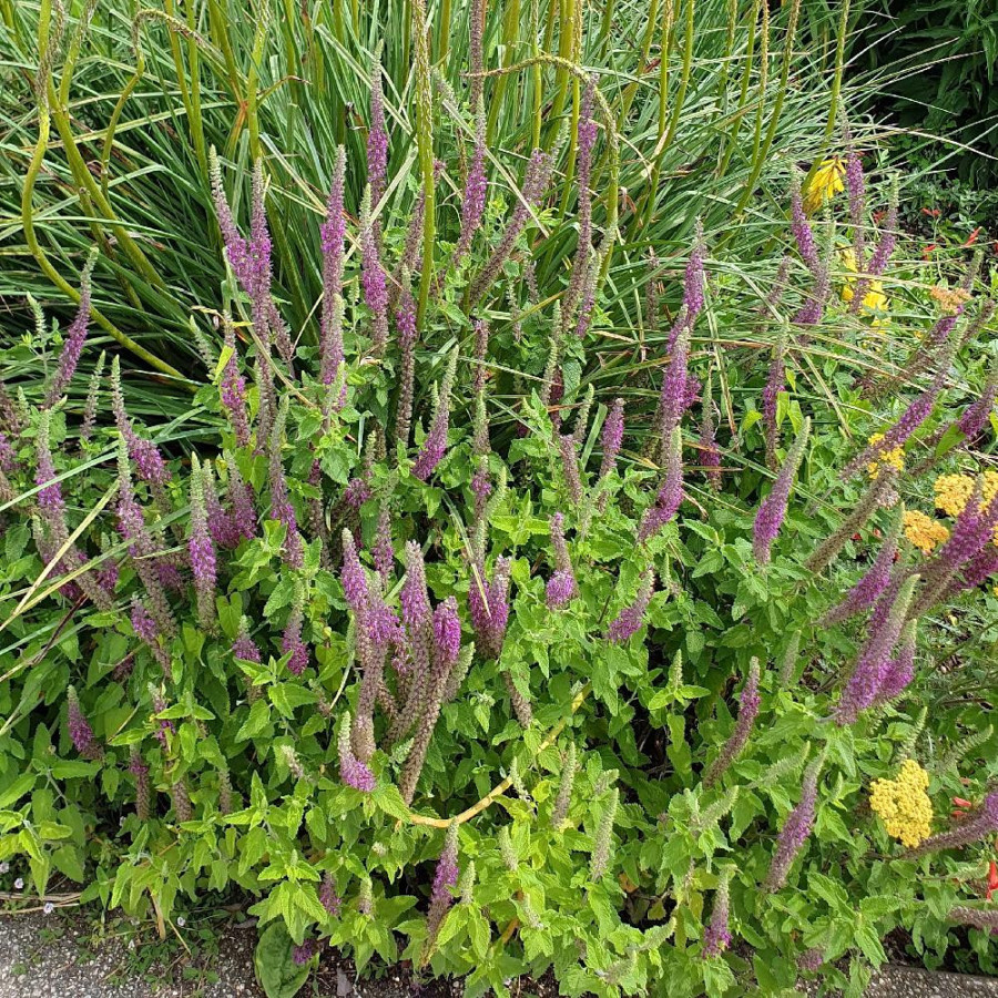 Plantes Vivaces TEUCRIUM hircanicum 'Flowtime' - Germandrée en vente - Pépinière Lepage .
