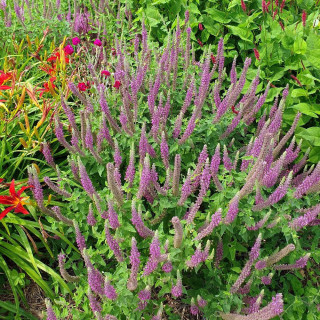 Plantes Vivaces TEUCRIUM hircanicum 'Flowtime' - Germandrée en vente - Pépinière Lepage .