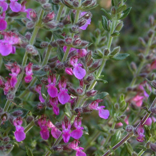 Plantes Vivaces TEUCRIUM lucidrys - Germandrée en vente - Pépinière Lepage .