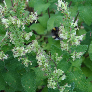 Plantes Vivaces TEUCRIUM scorodonia 'Crispum' - Germandrée en vente - Pépinière Lepage .