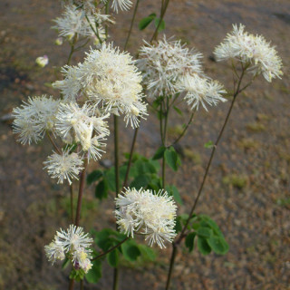 THALICTRUM aquilegifolium 'Album'