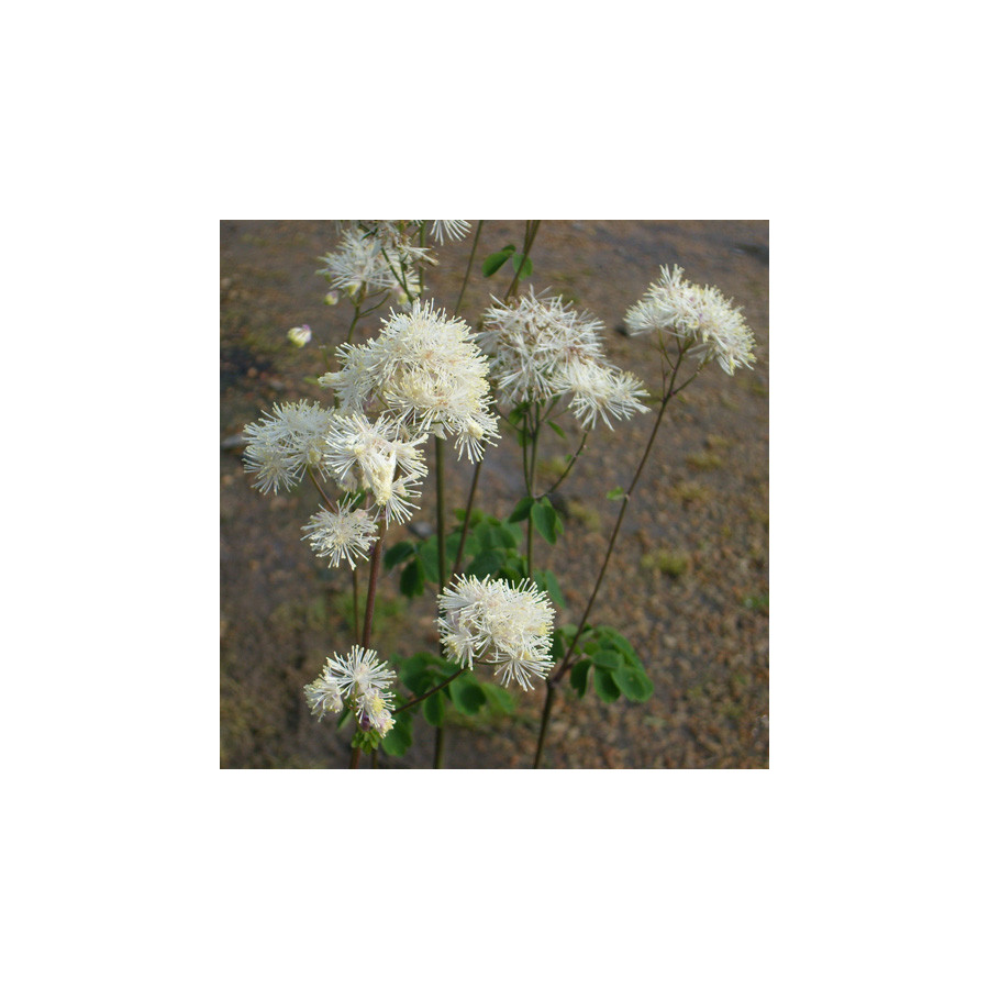 Plantes Vivaces THALICTRUM aquilegifolium 'Album' - Pigamon en vente - Pépinière Lepage .