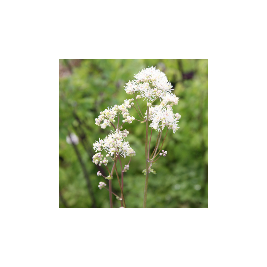 Plantes Vivaces THALICTRUM aquilegifolium 'Album' - Pigamon en vente - Pépinière Lepage .