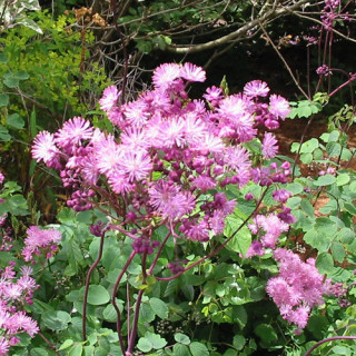 Plantes Vivaces THALICTRUM aquilegifolium 'Purpureum' - Pigamon en vente - Pépinière Lepage .