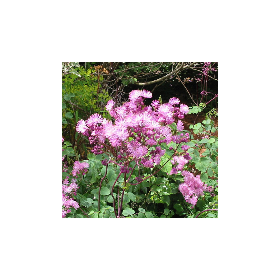 Plantes Vivaces THALICTRUM aquilegifolium 'Purpureum' - Pigamon en vente - Pépinière Lepage .