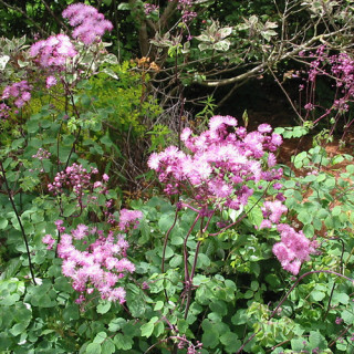 Plantes Vivaces THALICTRUM aquilegifolium 'Purpureum' - Pigamon en vente - Pépinière Lepage .