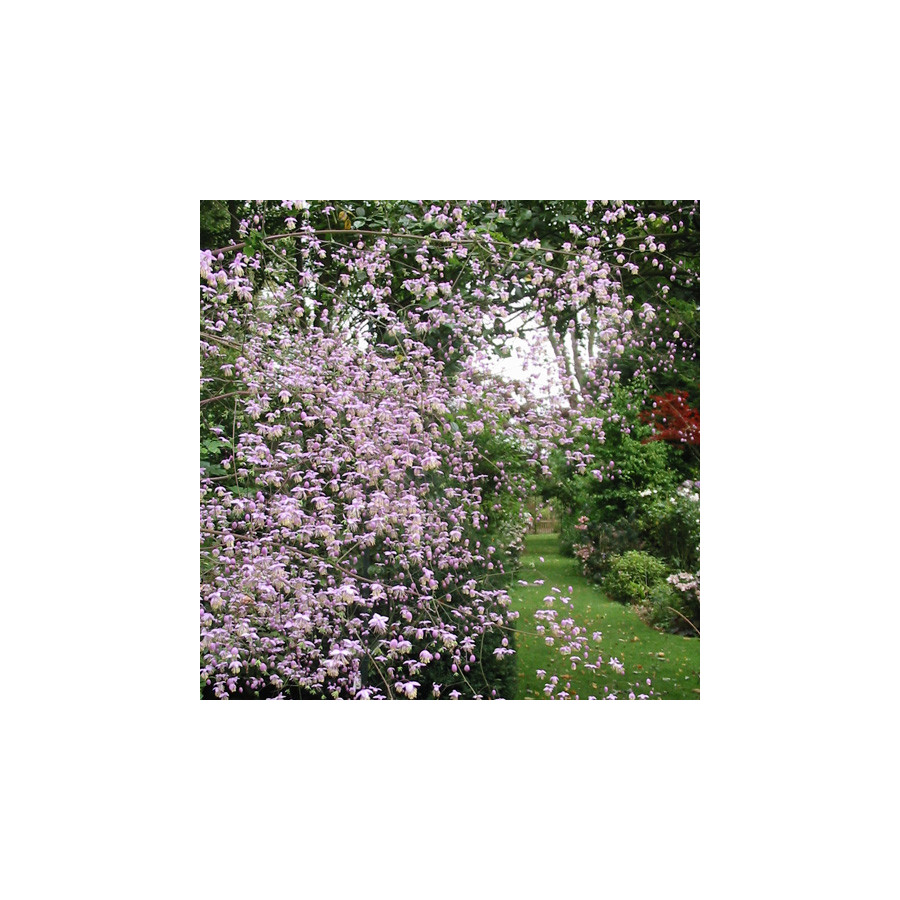 Plantes Vivaces THALICTRUM delavayi - Pigamon en vente - Pépinière Lepage .