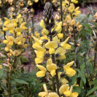 Plantes Vivaces THERMOPSIS lanceolata en vente - Pépinière Lepage .