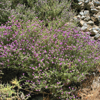 Plantes Vivaces THYMUS capitatus - Thym à têtes en vente - Pépinière Lepage .
