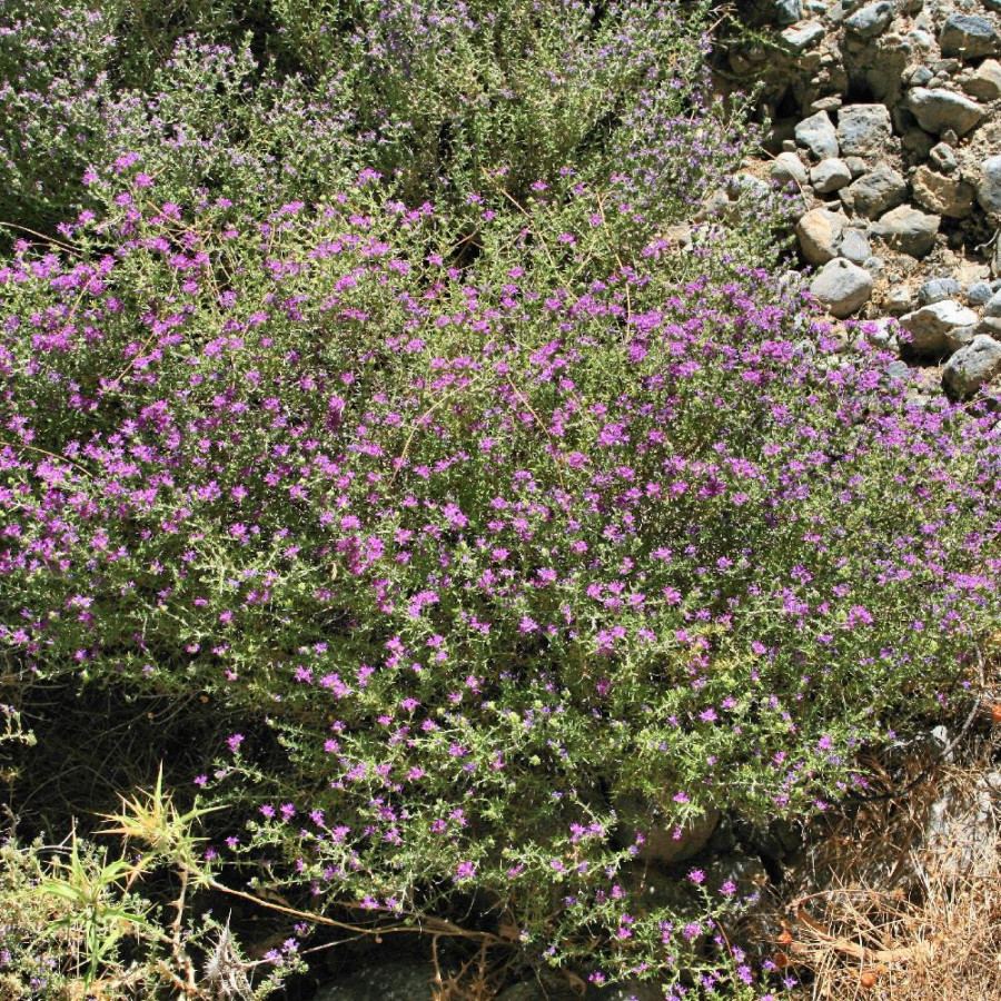 Plantes Vivaces THYMUS capitatus - Thym à têtes en vente - Pépinière Lepage .