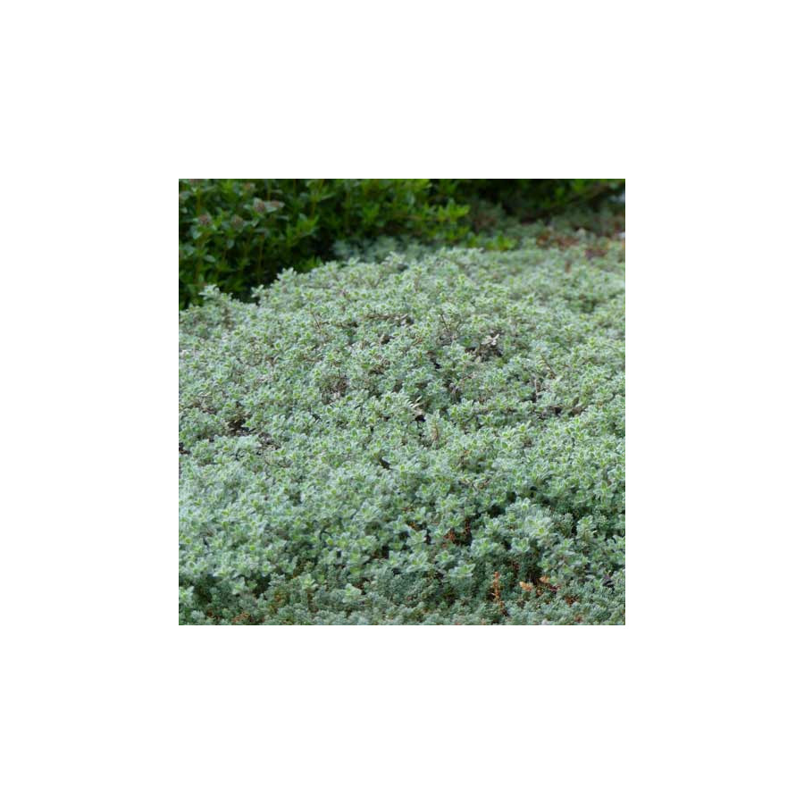 Plantes Vivaces THYMUS ciliatus - Thym cilié en vente - Pépinière Lepage .