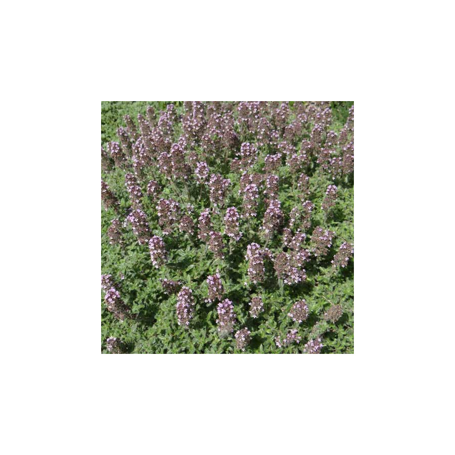 Plantes Vivaces THYMUS ciliatus - Thym cilié en vente - Pépinière Lepage .