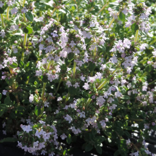 Plantes Vivaces THYMUS citriodorus - Thym citron en vente - Pépinière Lepage .