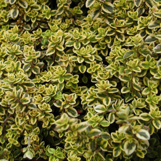 Plantes Vivaces THYMUS citriodorus 'Aureus' - Thym en vente - Thym citron en vente - Pépinière Lepage .