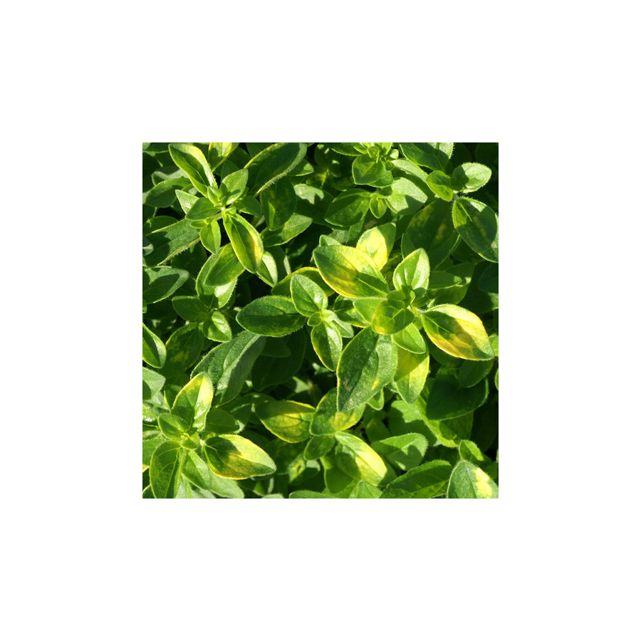 Plantes Vivaces THYMUS citriodorus 'Aureus' - Thym en vente - Thym citron en vente - Pépinière Lepage .