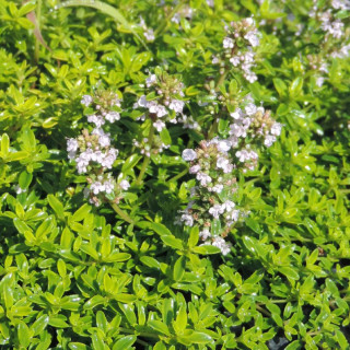Plantes Vivaces THYMUS citriodorus 'Golden Dwarf' - Thym en vente - Thym citron en vente - Pépinière Lepage .