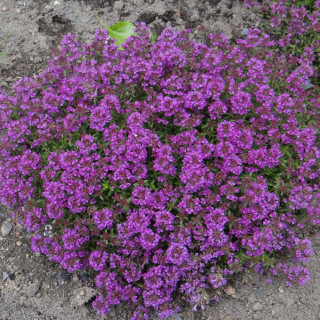 Plantes Vivaces THYMUS hirsutus - Thym en vente - Thym Cilié en vente - Pépinière Lepage .