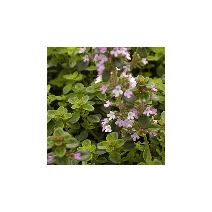Plantes Vivaces THYMUS serpyllum - Thym en vente - Thym serpolet en vente - Pépinière Lepage .