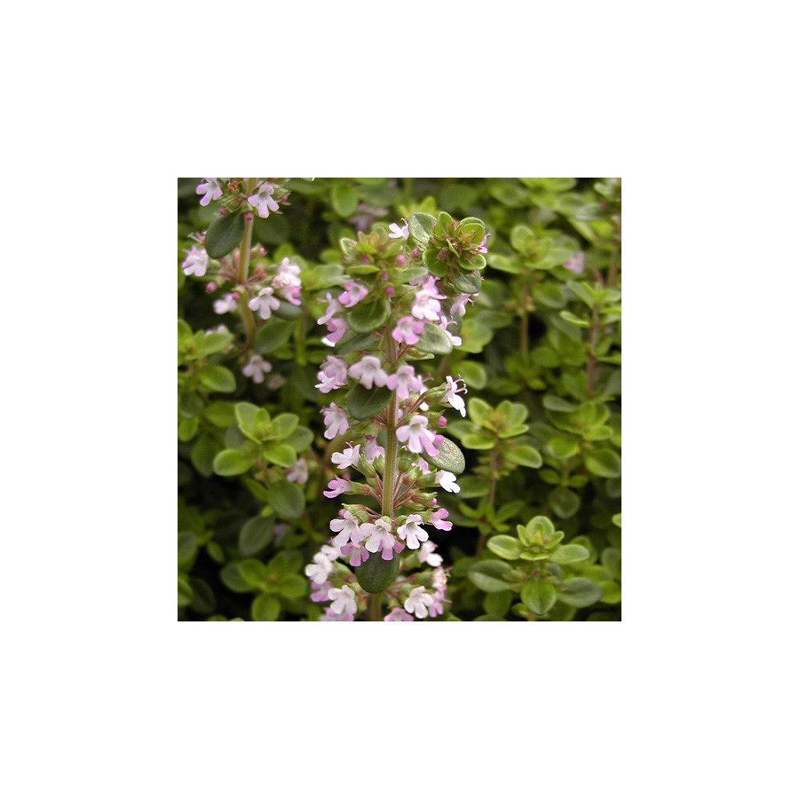 Plantes Vivaces THYMUS serpyllum - Thym en vente - Thym serpolet en vente - Pépinière Lepage .