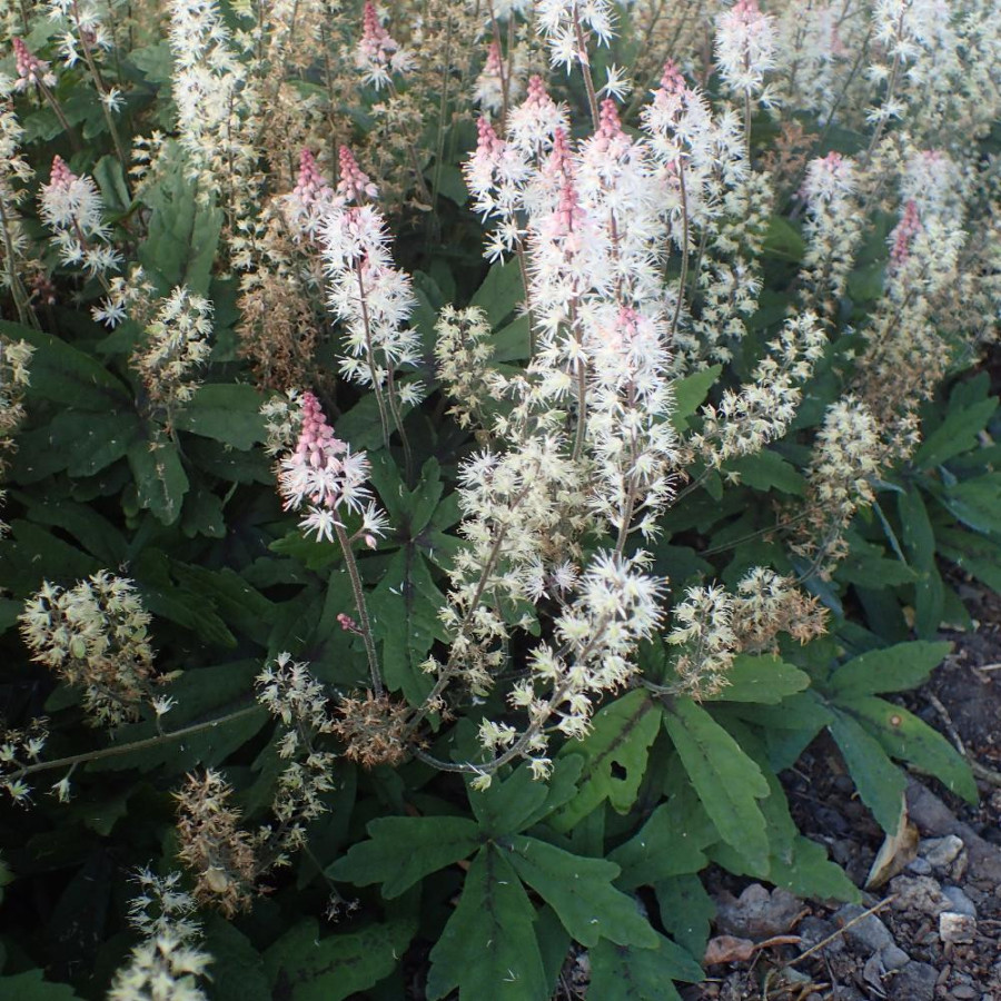 TIARELLA 'Spring Symphony' ®