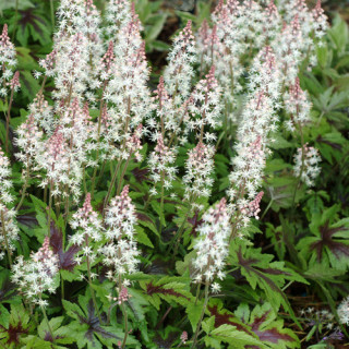 Plantes Vivaces TIARELLA 'Sugar and Spice' - Tiarelle en vente - Tiarelle cordifoliée en vente - Pépinière Lepage .