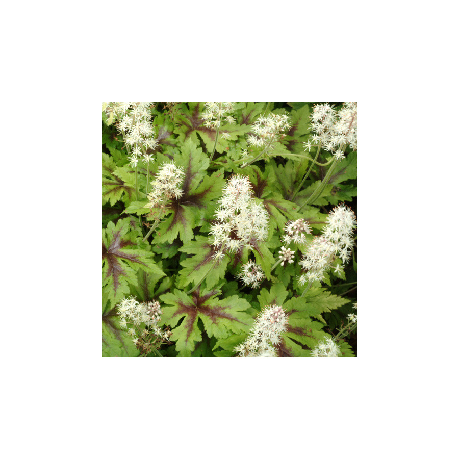 Plantes Vivaces TIARELLA 'Sugar and Spice' - Tiarelle en vente - Tiarelle cordifoliée en vente - Pépinière Lepage .