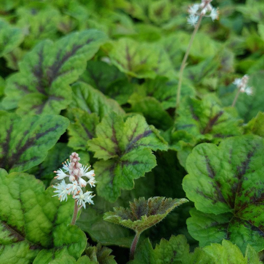 Plantes Vivaces TIARELLA 'Sunset Ridge' - Tiarelle en vente - Pépinière Lepage .