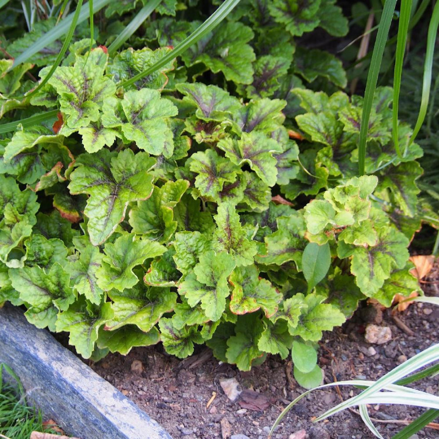 Plantes Vivaces TIARELLA 'Sunset Ridge' - Tiarelle en vente - Pépinière Lepage .