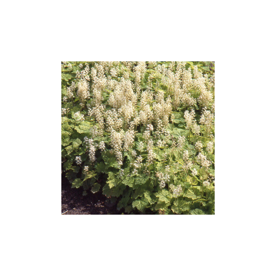 Plantes Vivaces TIARELLA cordifolia - Tiarelle en vente - Tiarelle cordifoliée en vente - Pépinière Lepage .