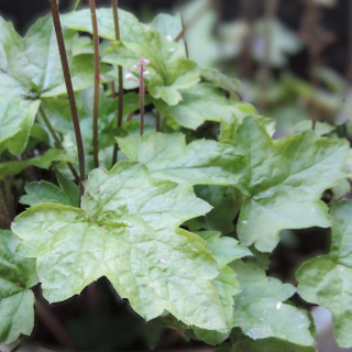 Plantes Vivaces TIARELLA cordifolia 'Eco' - Tiarelle en vente - Pépinière Lepage .