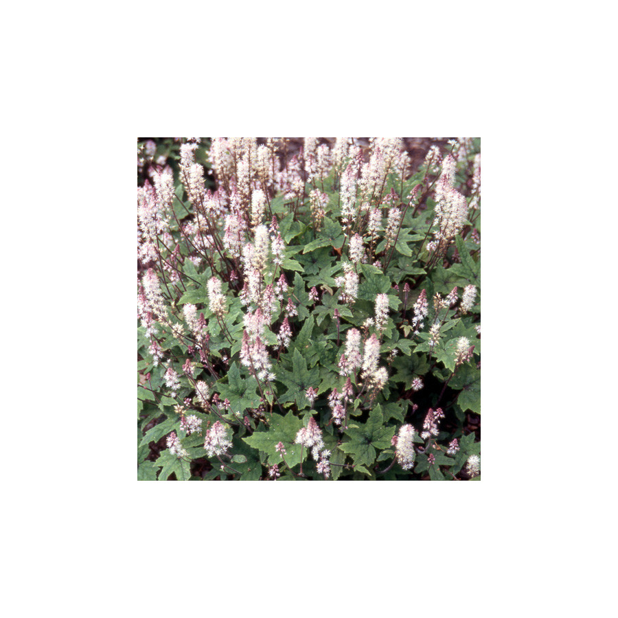 Plantes Vivaces TIARELLA wherryi - Tiarelle en vente - Tiarelle de Wherry en vente - Pépinière Lepage .