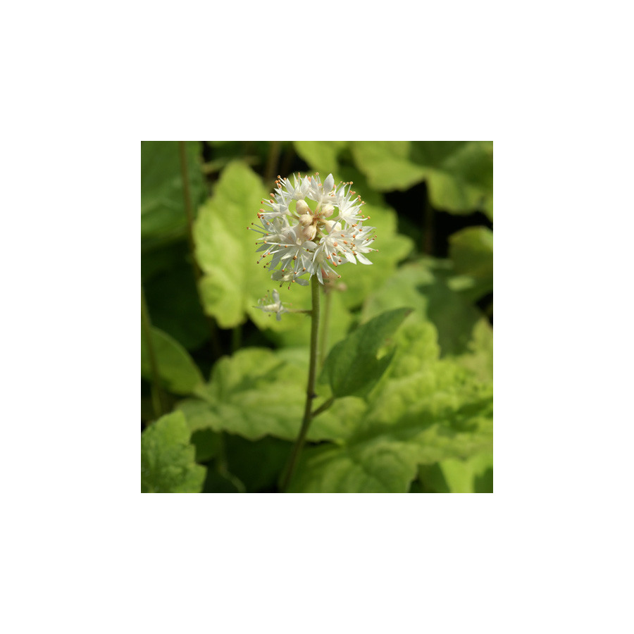 Plantes Vivaces TIARELLA wherryi - Tiarelle en vente - Tiarelle de Wherry en vente - Pépinière Lepage .