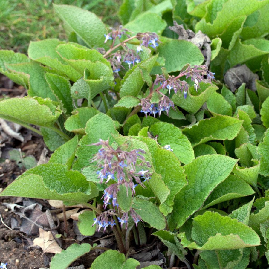 Plantes Vivaces TRACHYSTEMON orientalis - Bourrache du Caucase en vente - Pépinière Lepage .