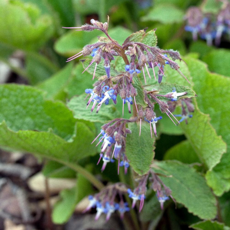 Plantes Vivaces TRACHYSTEMON orientalis - Bourrache du Caucase en vente - Pépinière Lepage .