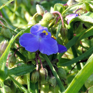 Plantes Vivaces TRADESCANTIA 'Zwanenburg Blue' (Andersoniana Group) - Ephémère de Virginie en vente - Pépinière Lepage .