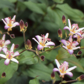Plantes Vivaces TRICYRTIS 'Tojen' - Lis des crapauds en vente - Pépinière Lepage .