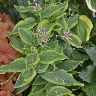 TRICYRTIS formosana 'Autumn Glow'