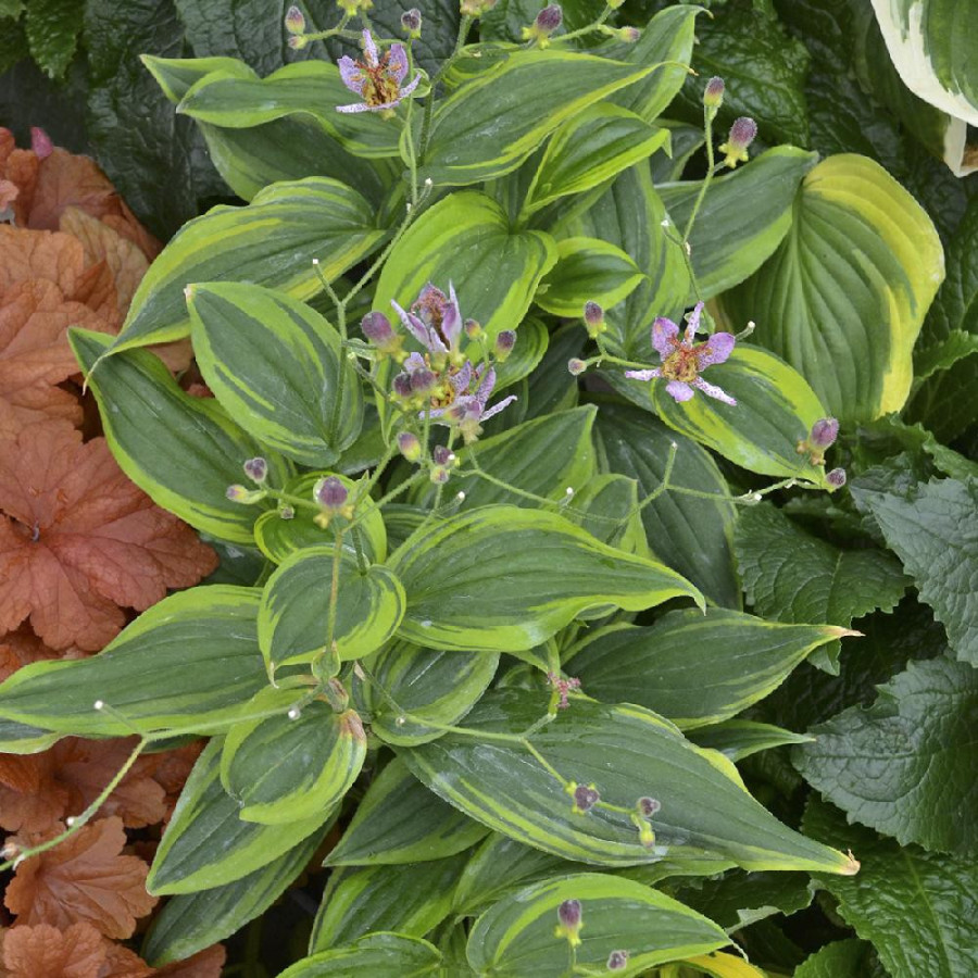 TRICYRTIS formosana 'Autumn Glow'