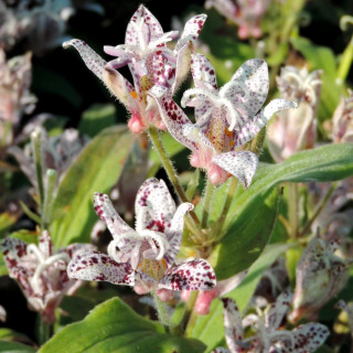 Plantes Vivaces TRICYRTIS hirta 'Miyazaki' - Lis des crapauds en vente - Pépinière Lepage .