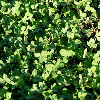 Plantes Vivaces TRIFOLIUM fragiferum - Trèfle rouge en vente - Pépinière Lepage .