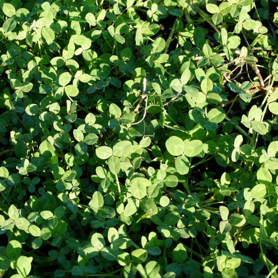 Plantes Vivaces TRIFOLIUM fragiferum - Trèfle rouge en vente - Pépinière Lepage .