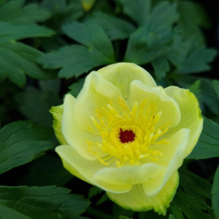 Plantes Vivaces TROLLIUS 'Cheddar' - Trolle en vente - Pépinière Lepage .