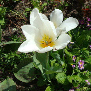 Plantes Vivaces TULIPA 'Purissima' - Tulipe en vente - Pépinière Lepage .