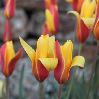 Plantes Vivaces TULIPA clusiana var. chrysantha - Tulipe cocotte en vente - Pépinière Lepage .