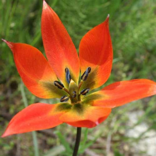 Plantes Vivaces TULIPA orphanidea (Whittallii Group) - Tulipe en vente - Pépinière Lepage .