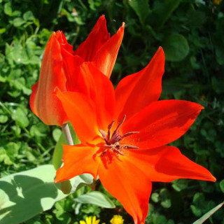 Plantes Vivaces TULIPA praestans 'Fusilier' - Tulipe en vente - Pépinière Lepage .