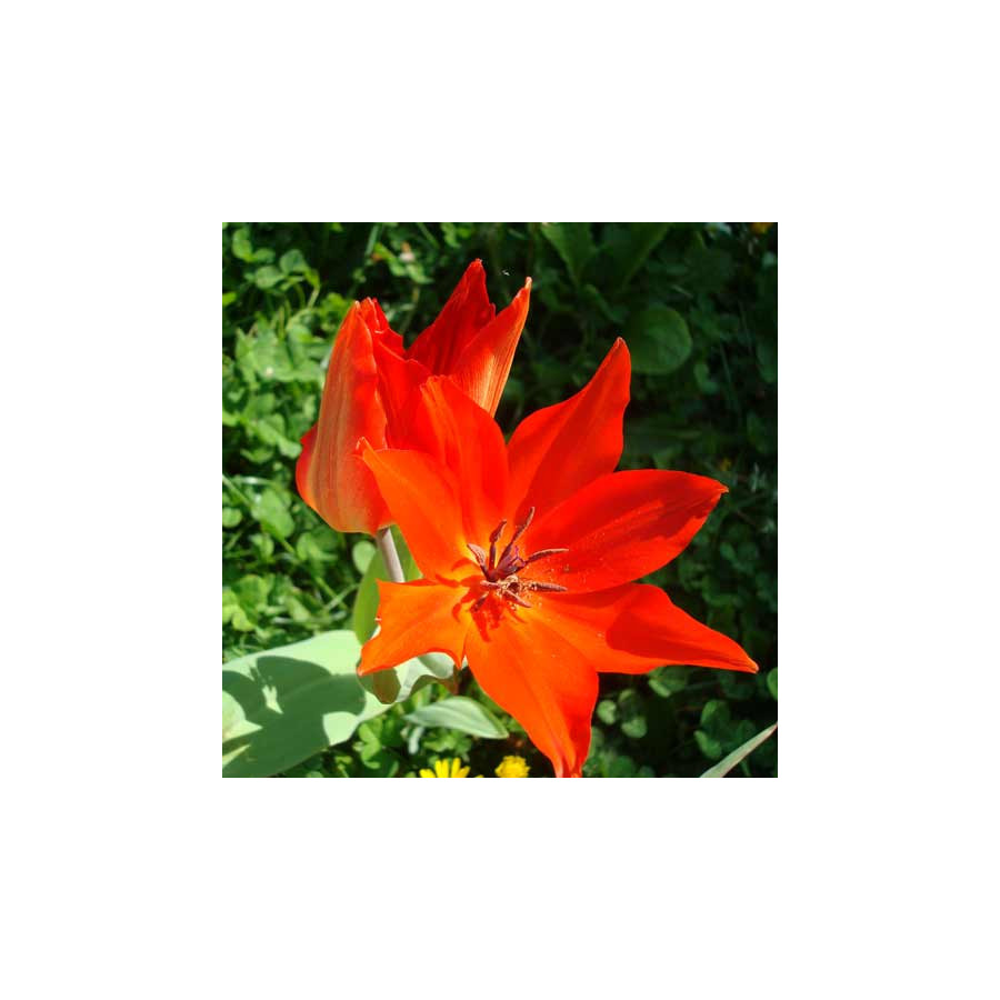 Plantes Vivaces TULIPA praestans 'Fusilier' - Tulipe en vente - Pépinière Lepage .
